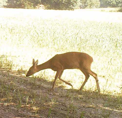 England Deer