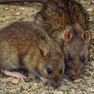 Rats in the Garden - Country Services Pest Control Ltd