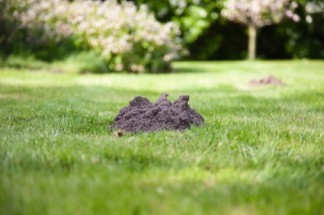 Moles in Winter - Country Services Pest Control Ltd