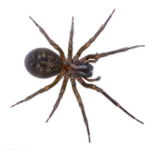 Dealing with false widow spider