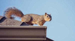 Grey Squirrel (Sciurus Carolinensis)