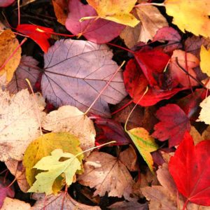 Autumn pest control surrey